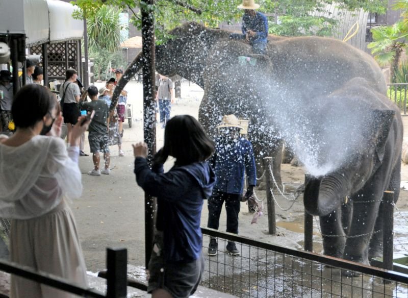 ぞうが鼻から豪快に飛ばす水を浴びる来園者。夏の恒例イベントはこのところの暑さもあって前倒しして開催＝２０日、市原市の市原ぞうの国