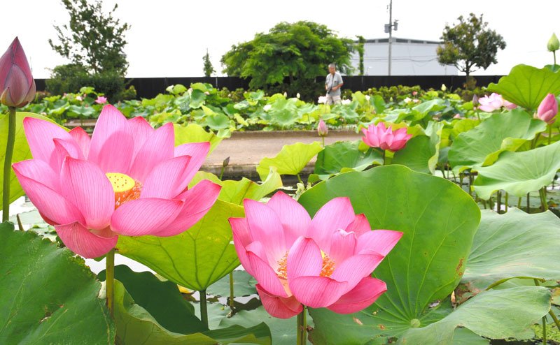 鮮やかな大輪が来園者を楽しませている＝香取市の水郷佐原あやめパーク
