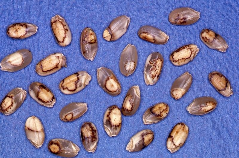 斑点米カメムシ大量発生　３年連続注意報　米の品質低下懸念