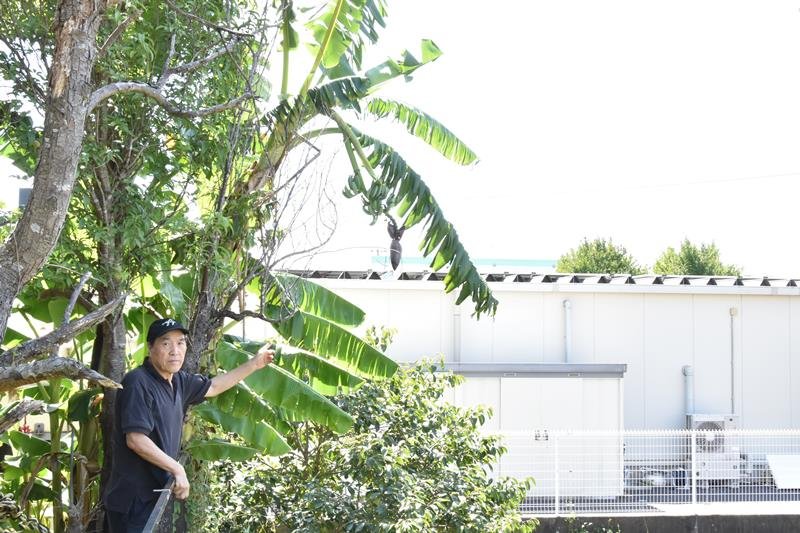 庭に実ったバナナを指さして生育について説明する鶴岡さん＝千葉市緑区
