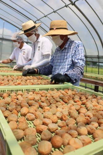 梅の名産地・坂田城跡では梅干し作りが最盛期を迎えている＝２５日、横芝光町
