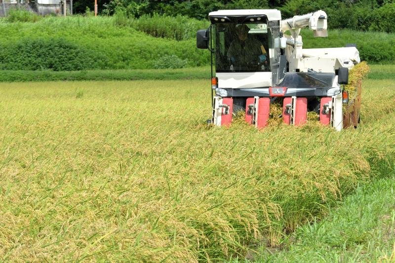 黄金色に実り、コンバインで刈り取られる超わせ品種「五百川」＝１９日、いすみ市