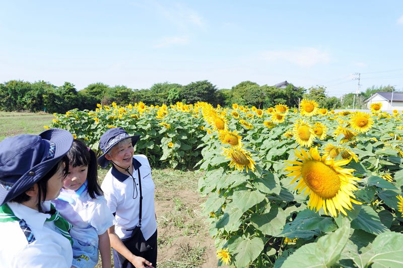 地域彩る復興支援の大輪　福島の種でヒマワリ４７００本　匝瑳