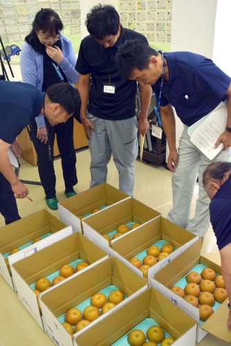 斉藤さんの豊水が市長賞　食感も抜群「味に深み」　「船橋のなし」品評会