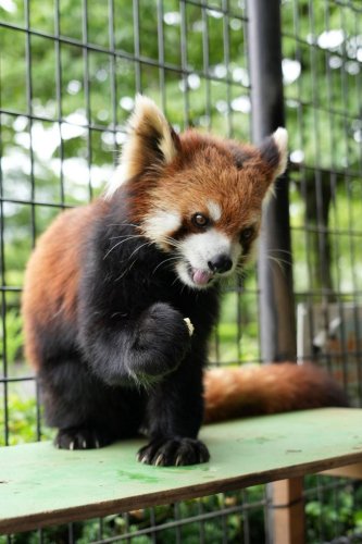 ムギ（市川市動植物園提供）