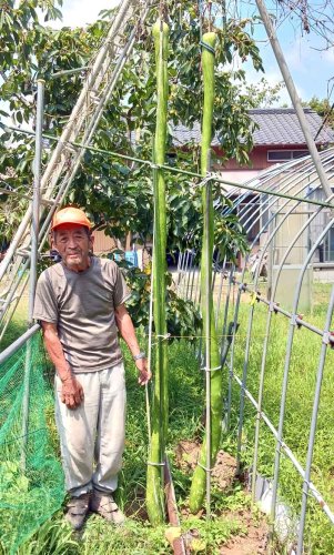 今年も長ヒョウタンの栽培に挑戦している高梨さん＝いすみ市