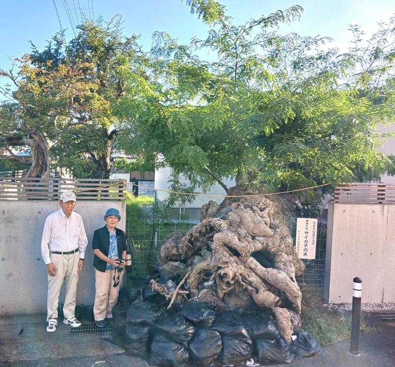 房総半島台風により倒伏したサイカチの木の脇に立つ並木さん（左）と斉藤さん。木からは枝や葉、根が新たに生えるなど、今も生命の息吹を感じさせる＝７日、館山市

