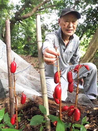 真っ赤なツチアケビの実と小出さん＝君津市
