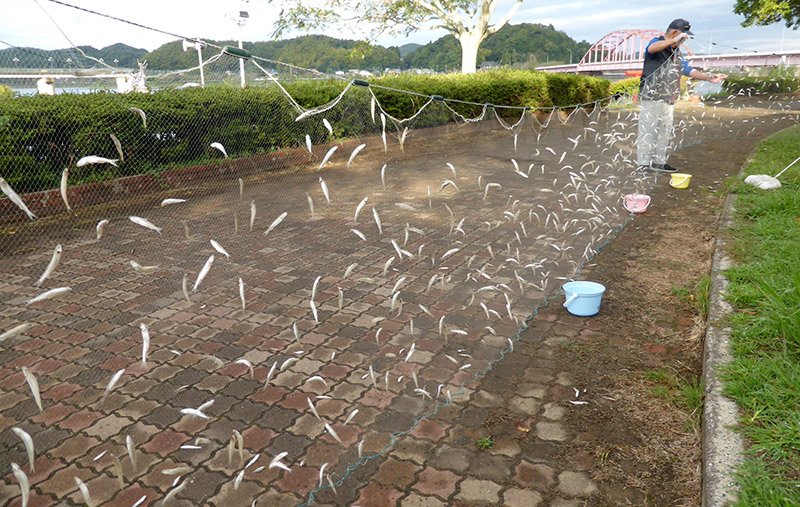 成育調査の網には豊漁を予感させるように銀色のワカサギがびっしりかかった＝９月３０日、市原市