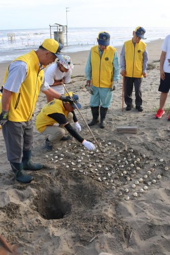 砂浜から卵を取り出し、ふ化率を調べる光ライオンズクラブの会員ら＝横芝光町
