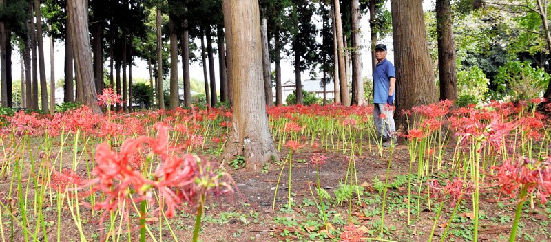 加瀬さんがボランティアで整備を進め、見頃を迎えているヒガンバナ＝多古町