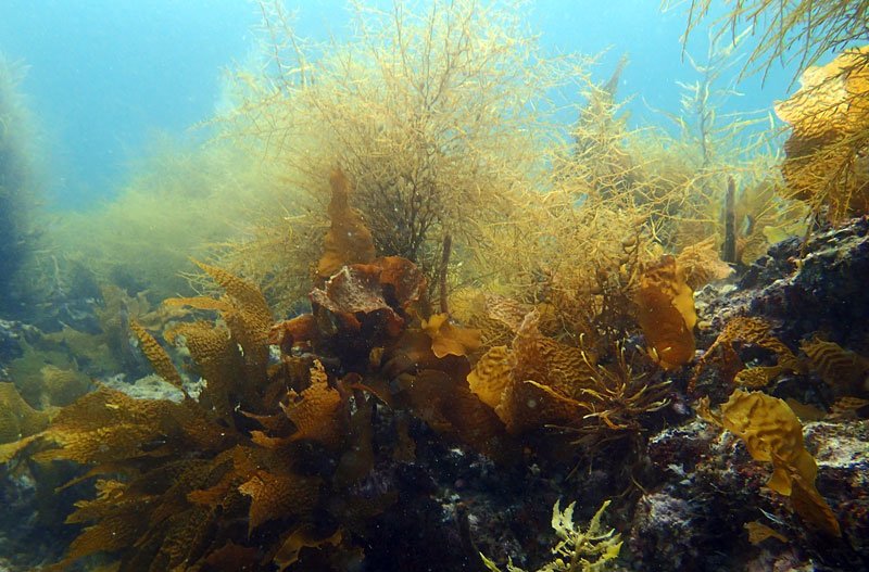 海藻が生い茂っていた館山市船形沖の海底（２０１９年５月）＝千葉県提供