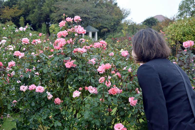 芳醇バラ１０００品種、心引かれ　八千代・京成バラ園　１１月下旬まで見頃　アリスの世界演出も