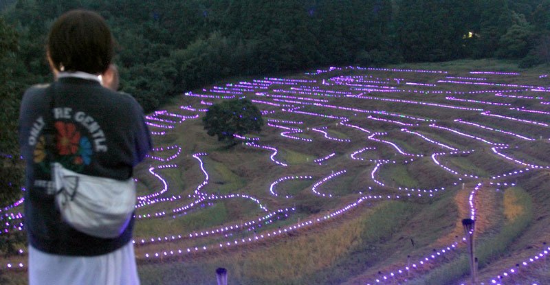 淡い光に彩られた大山千枚田の棚田＝２５日、鴨川市