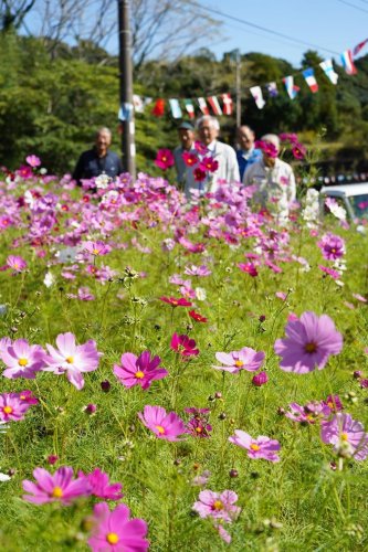 コスモスフェスタ会場で色とりどりに咲く花＝勝浦市
