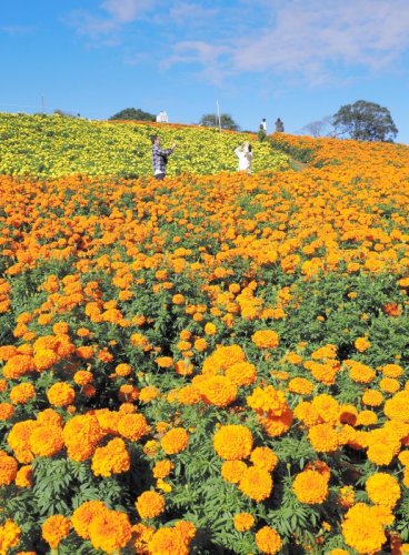 黄色とオレンジ色が鮮やかなコントラストをつくり出す東京ドイツ村のマリーゴールド畑＝袖ケ浦市