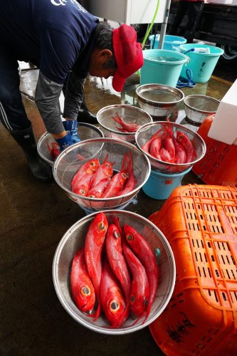キンメや生マグロに行列　銚子漁港、水産まつり盛況