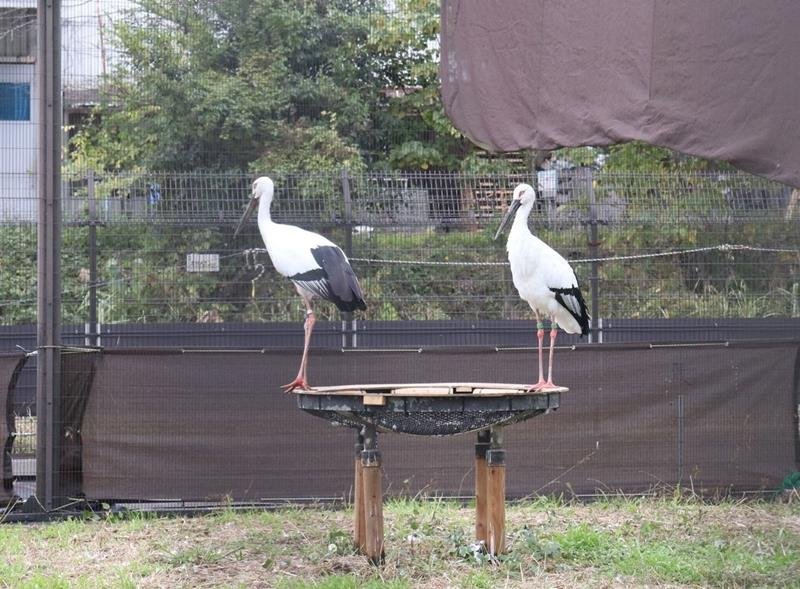 帰郷後も仲むつまじく　一般公開、繁殖期待も　雌のコウノトリ「ミライ」　野田
