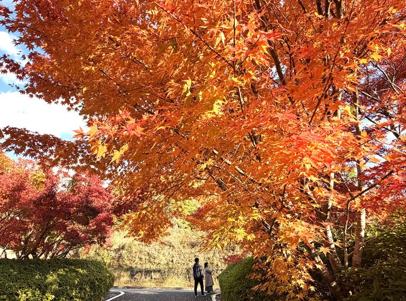 紅葉が見頃を迎える「もみじロード」。１２月上旬にかけて沿道が美しく彩られる＝２０日、富津市