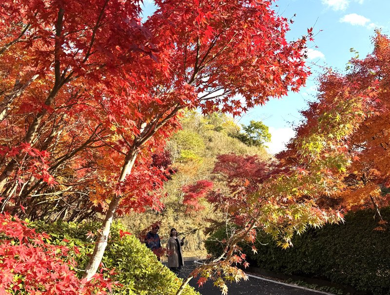 のどかな里山、紅葉華やかに　富津「もみじロード」　２３、２４、２９、３０日「山中もみじまつり」