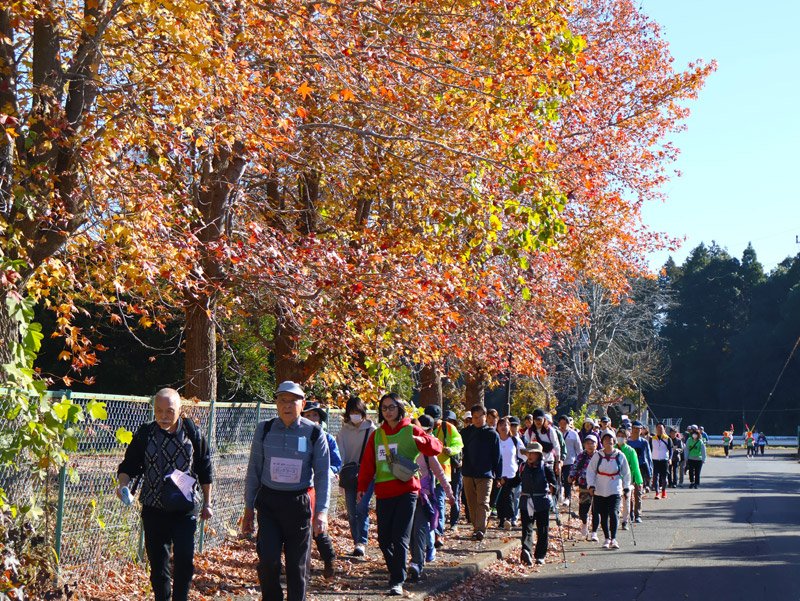 紅葉を楽しみながら歩くウオークイベント参加者＝２２日、富里市