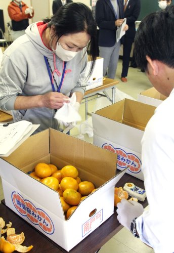 美味房総みかん真剣審査　安房の柑橘類７１点出品　県知事賞に佐久間さん