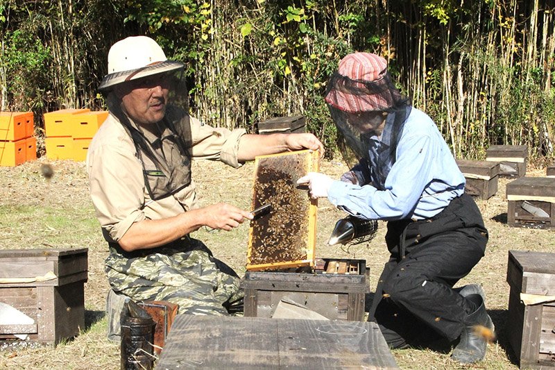 ミツバチ、温暖な房総で越冬　東北から続々引っ越し