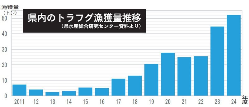 トラフグ好調漁獲最多５２トン　千葉県沖　食文化普及に期待　釣り客にも人気／処理師の受験者増