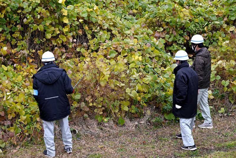 イノシシを捜索する浦安市職員（同市提供）
