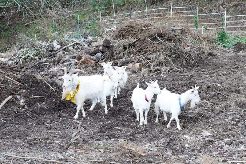 「拾得物」のヤギ世話で感謝状　飼い主名乗り出ず３カ月　迷子の「まーちゃん」と名付け、宇佐美さん宅に“仲間入り”　大多喜
