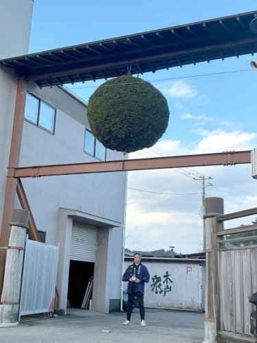 緑色の巨大な「酒林」が今年も掲げられている木戸泉酒造＝いすみ市