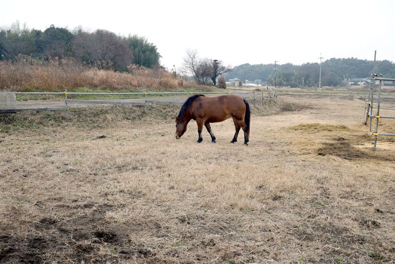 セラピーホース“勉強中”　ひーちゃん、笑顔のために　船橋５歳の木曽馬　【房総うま物語】（９）