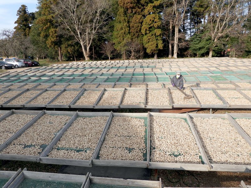 収穫した落花生を自然乾燥させる伝統の「天日干し」。八街市の「ますだの落花生」では畳１枚大の干し網約６５０枚を使い、１０月から３月まで続く＝昨年１２月２３日、同市