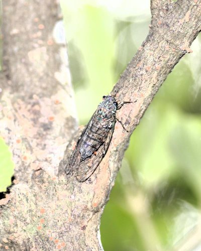 ヒメハルゼミ　房総では最も自然豊かな丘陵地のシイカシ林に発生し、集団で鳴く。体長３０～３６ミリ＝２００９年７月１５日、木更津市（筆者撮影）
