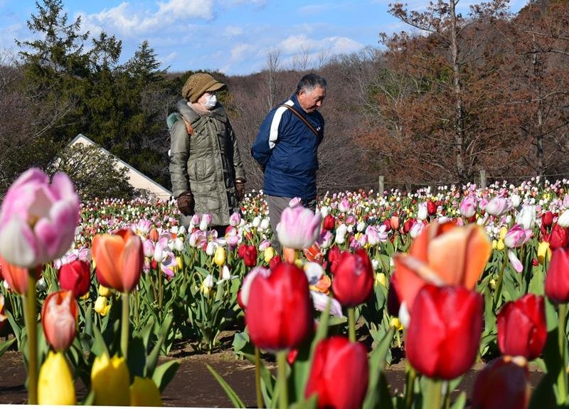 冬咲きチューリップ、色とりどり４万株　ふなばしアンデルセン公園