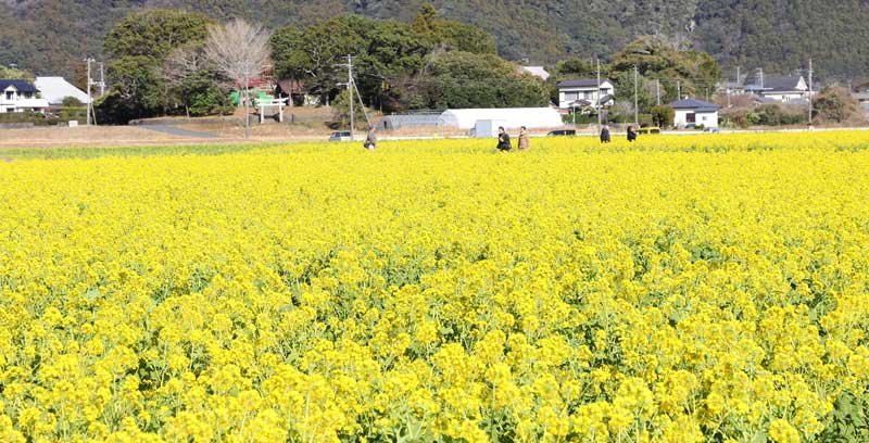 一足早い春の訪れ　菜の花４００万本、夜間ライトアップも　鴨川「菜な畑ロード」