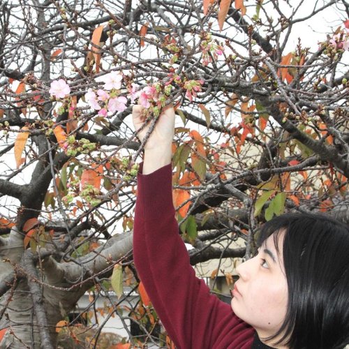 鋸南町役場前の標準木に咲いた頼朝桜＝２０日、同町

