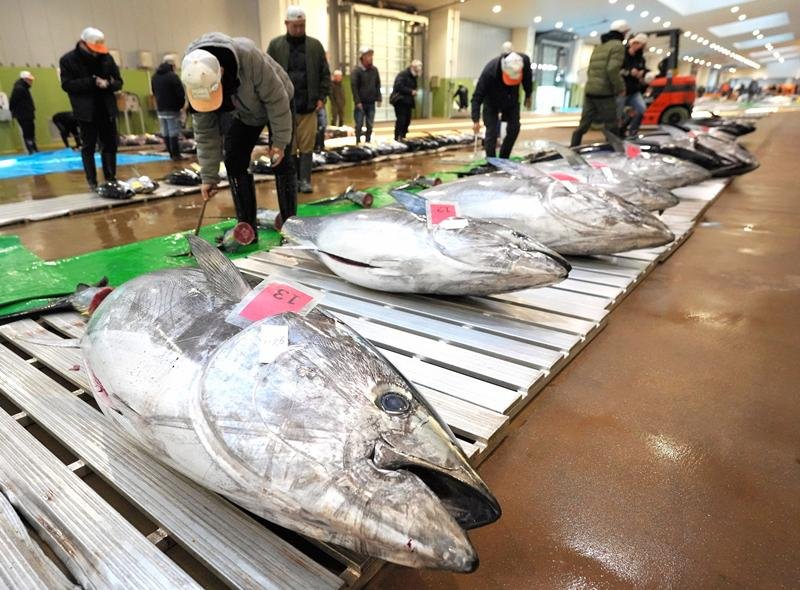 初競りに並べられたマグロ＝４日朝、銚子市