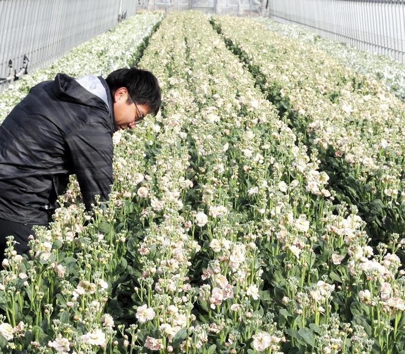 「ストック」出荷ピーク　甘い香り、春まで２００万本　館山