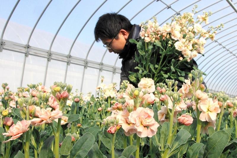 「ストック」出荷ピーク　甘い香り、春まで２００万本　館山