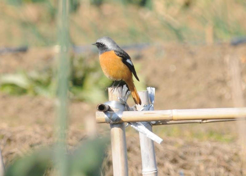 ジョウビタキ　秋の季語、色鳥の代表格　成田篤彦　【房総の草木虫魚】（４６２）
