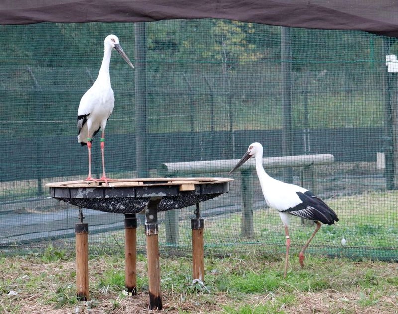 雌のコウノトリ「ミライ」（左）と愛称が決まった雄の「カナタ」（野田市提供）