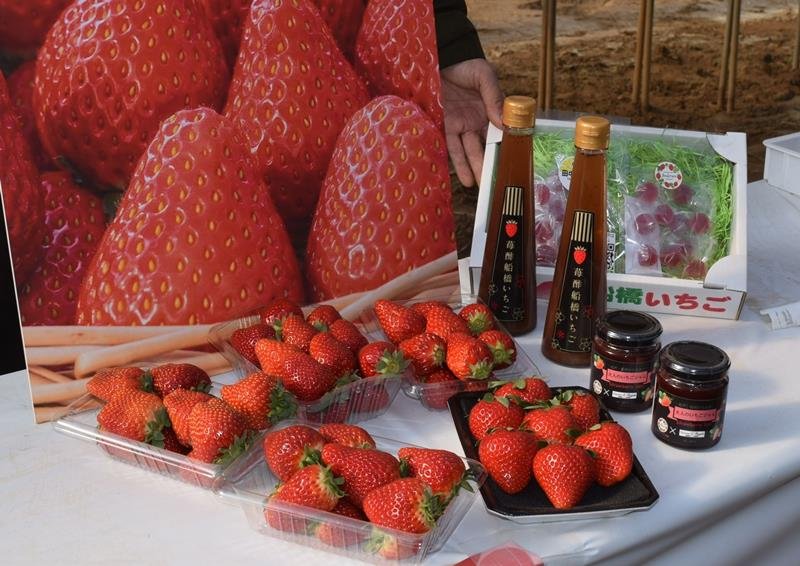 完熟イチゴご賞味を　甘くジューシーな仕上がり　船橋　若手生産者アピール