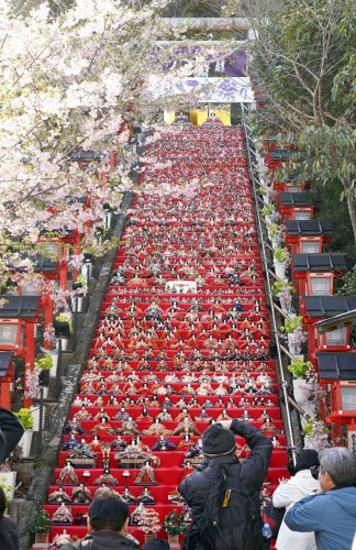 勝浦市内を約２万５０００体のひな人形が彩る「かつうらビッグひな祭り」が２１日、開幕した。見どころの一つ、遠見岬神社石段には約１８００体が飾られ、河津桜との“共演”で観光客を魅了した