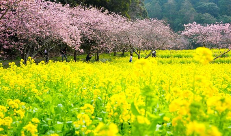 旭市清滝のため池「岩井の堰（せき）」近くで菜の花と河津桜が咲き、色鮮やかな春の景色が来訪者の目を楽しませている