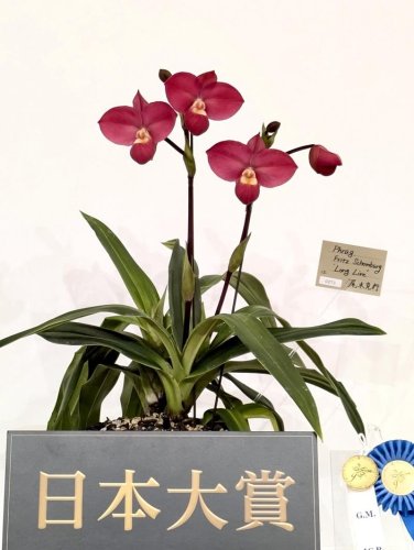 「世界らん展」最高賞　船橋拠点の栽培家、尾木さん　１６～１８日　育てた花、市役所で紹介