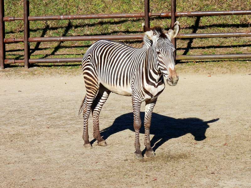 グレビーシマウマの「ライム」（千葉市動物公園提供）