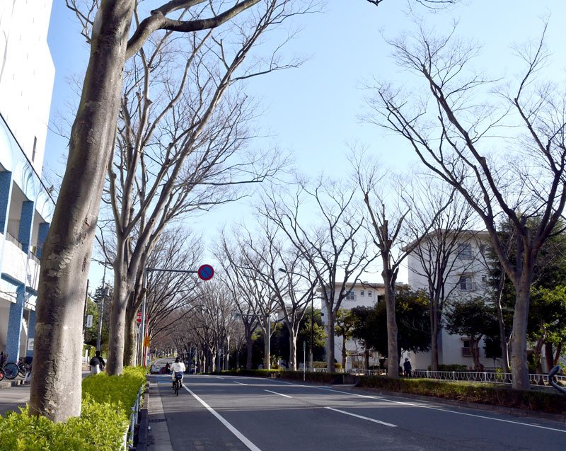 藤井さんが「宝として誇るべき」と紹介する松戸市の常盤平団地のケヤキ並木