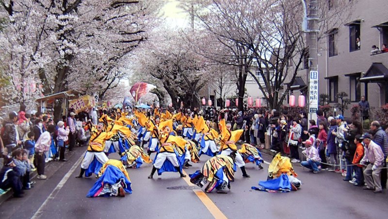 歩行者天国でお花見　４月４、５日「みつわ台桜祭り」　地域住民、にぎわい創出へ　 演奏やよさこい、フリマも　千葉市若葉区