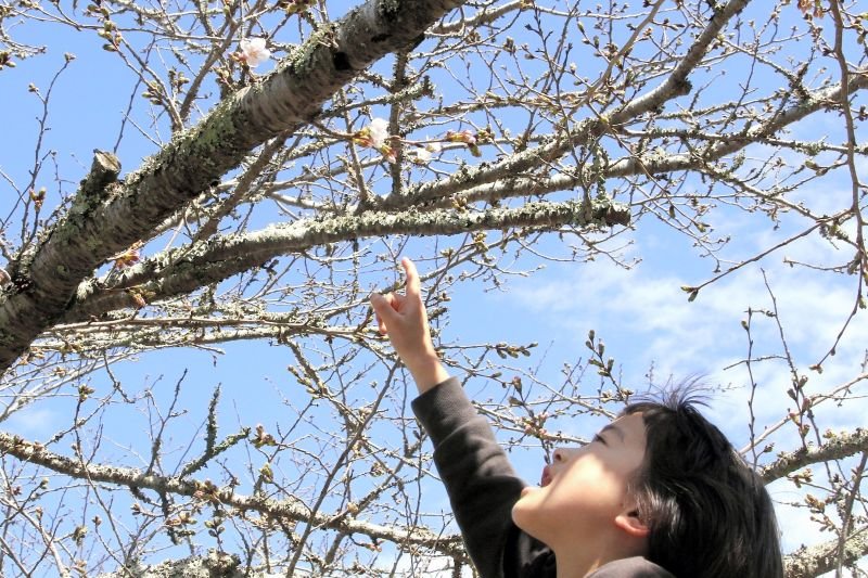 館山で桜開花　５輪以上咲き「宣言」　房総の春本番へ